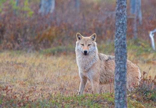 Photo trip and courses